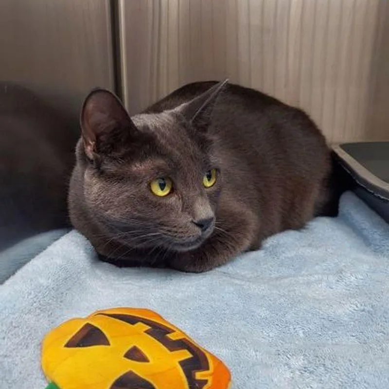 An adult medium-sized female Gray / Blue / Silver Domestic Short Hair cat named Rue for adoption in Lake Havasu City, AZ