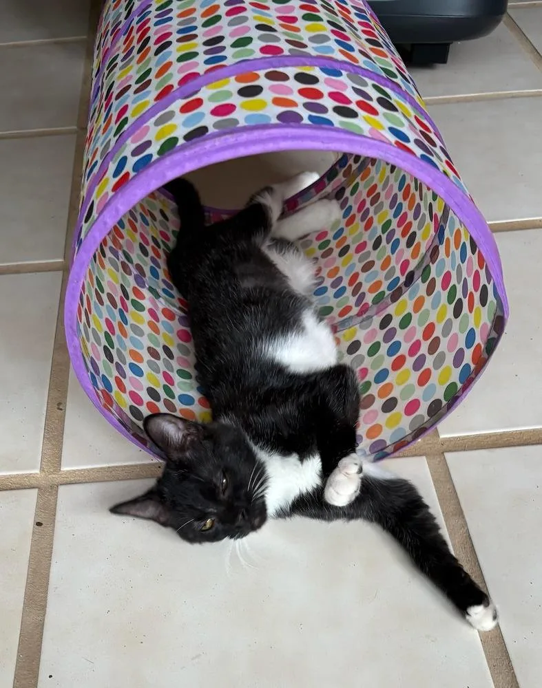 A baby small-sized female Black & White / Tuxedo Domestic Short Hair cat named Tinkerbell for adoption in Mooresville, NC