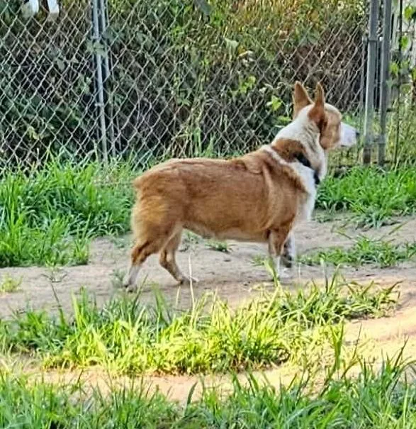 An adult medium-sized male Pembroke Welsh Corgi dog named LouieI for adoption in Anoka, MN