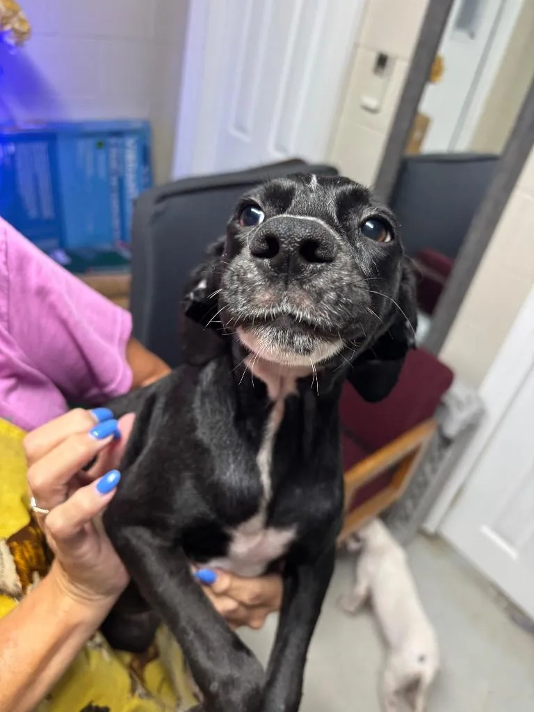 A baby medium-sized female Mixed Breed dog named Aurora for adoption in Metter, GA