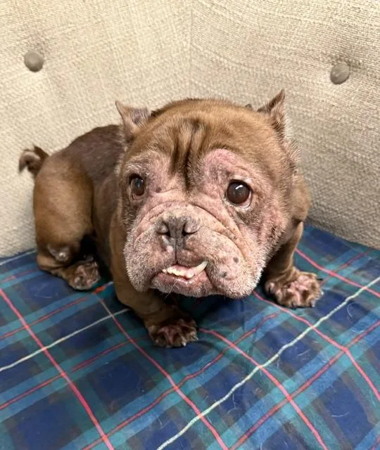 An adult small-sized female French Bulldog dog named Beatrice for adoption in Long Beach, NY