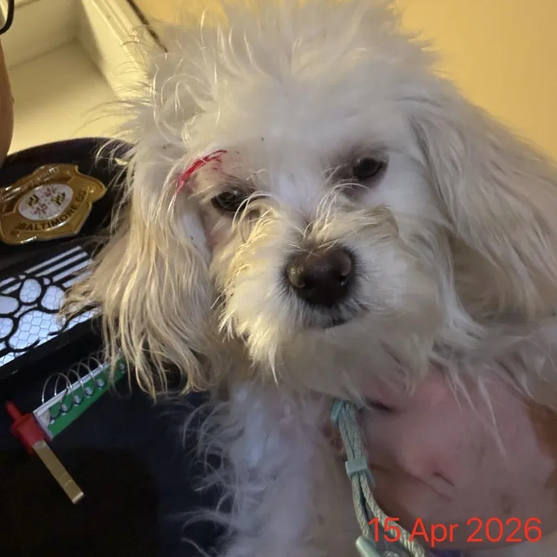 An adult small-sized female White / Cream Maltese dog named Lily for adoption in Arlington, VA
