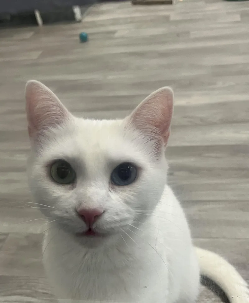 Elsa thumbnail 3