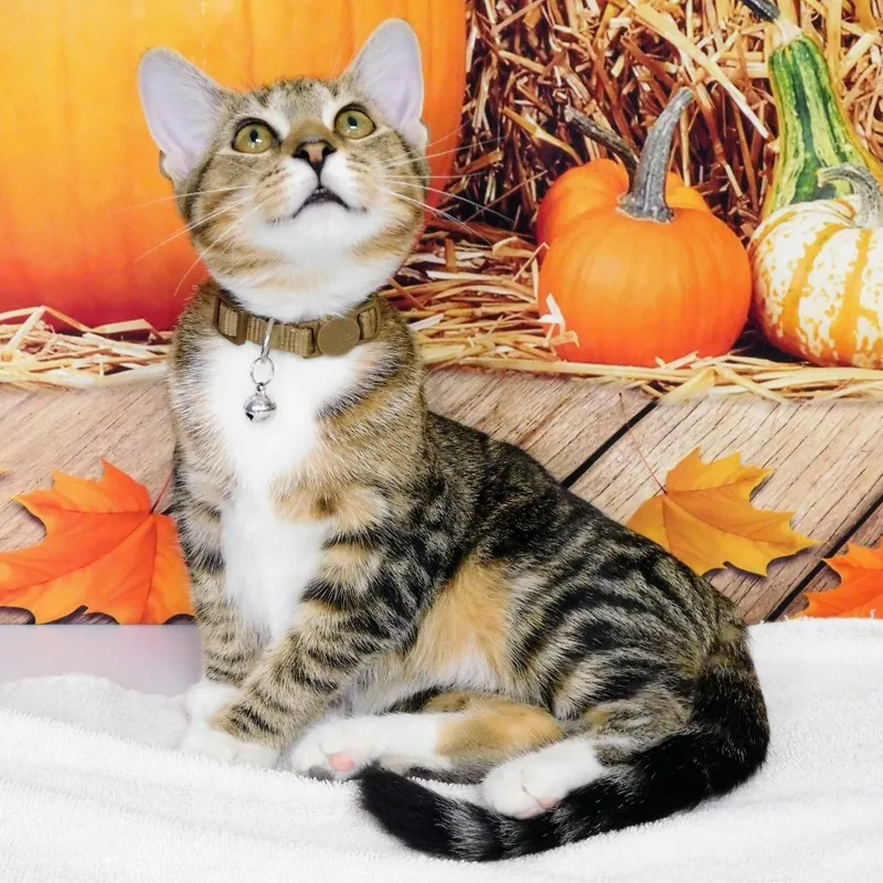 A baby small-sized female Torbie Domestic Short Hair cat named Layla for adoption in Canton, IL