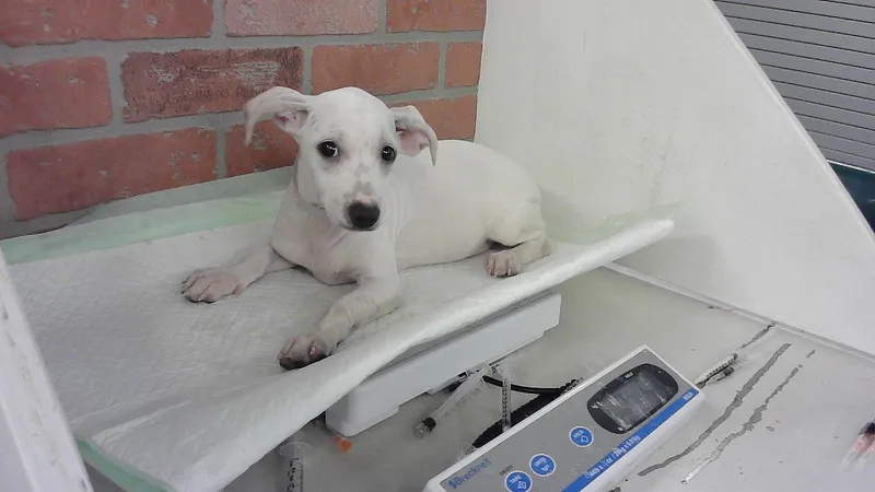 A baby small-sized female Chihuahua dog named Sophi for adoption in Houston, TX