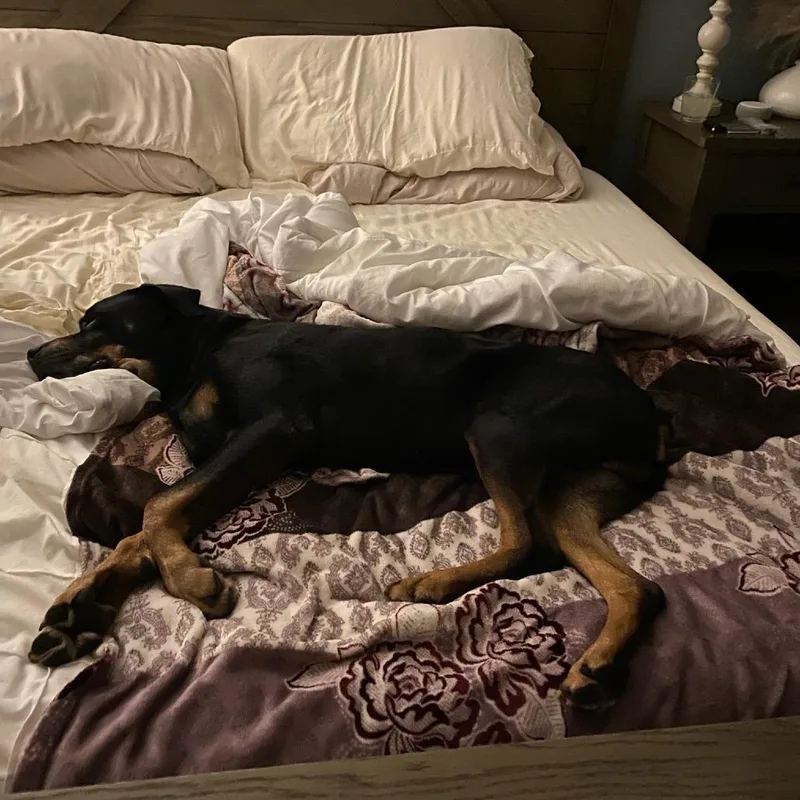 A senior large-sized male Black Rottweiler dog named Ranger for adoption in Salt Lake City, UT