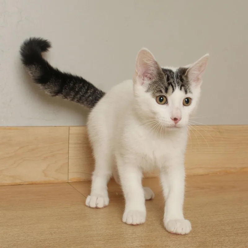 A baby small-sized female White Domestic Short Hair cat named Lunchbox C for adoption in Minnetonka, MN