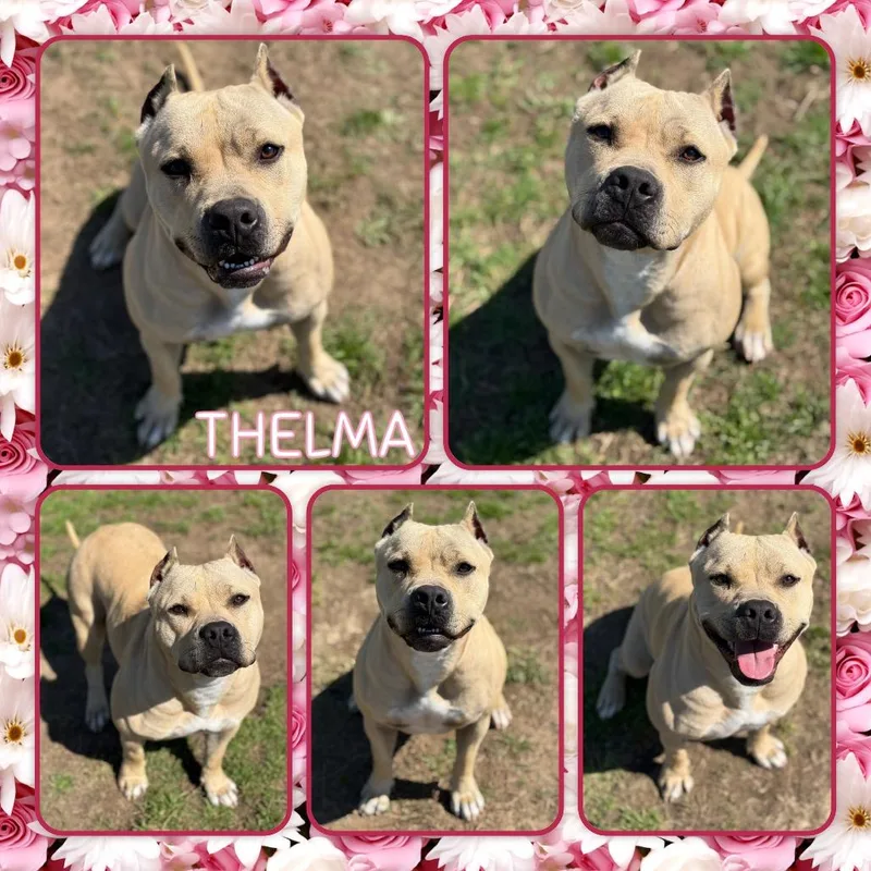 An adult medium-sized female Yellow / Tan / Blond / Fawn Pit Bull Terrier dog named Thelma for adoption in Fort Smith, AR
