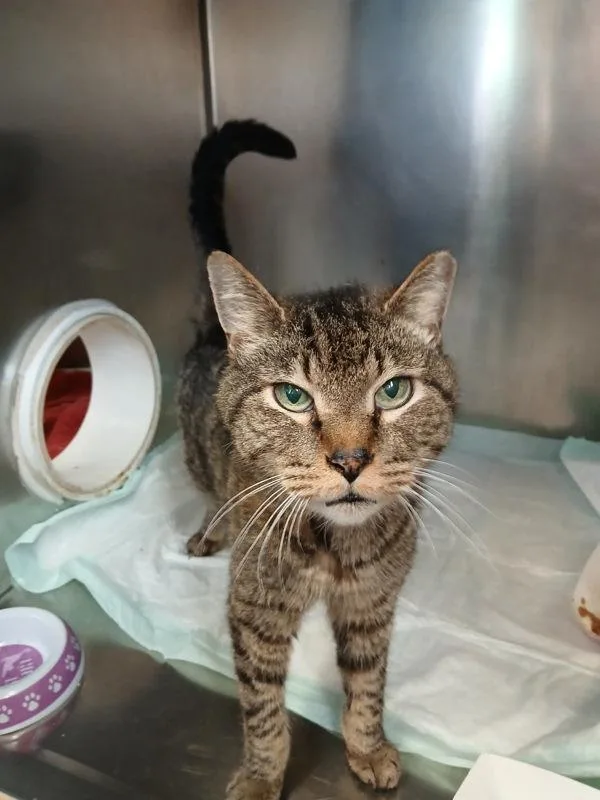 A senior medium-sized male Domestic Short Hair cat named Jefferson for adoption in Melbourne, FL