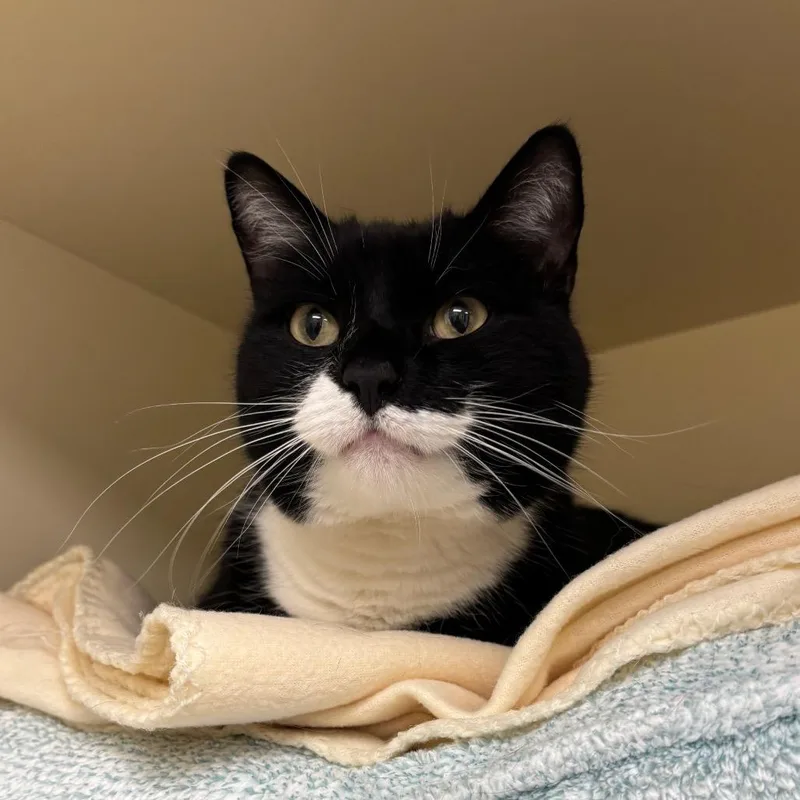 Figaro thumbnail 2