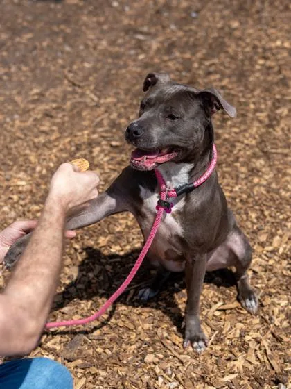 An adult large-sized female Mixed Breed dog named Meelo for adoption in Chamblee, GA