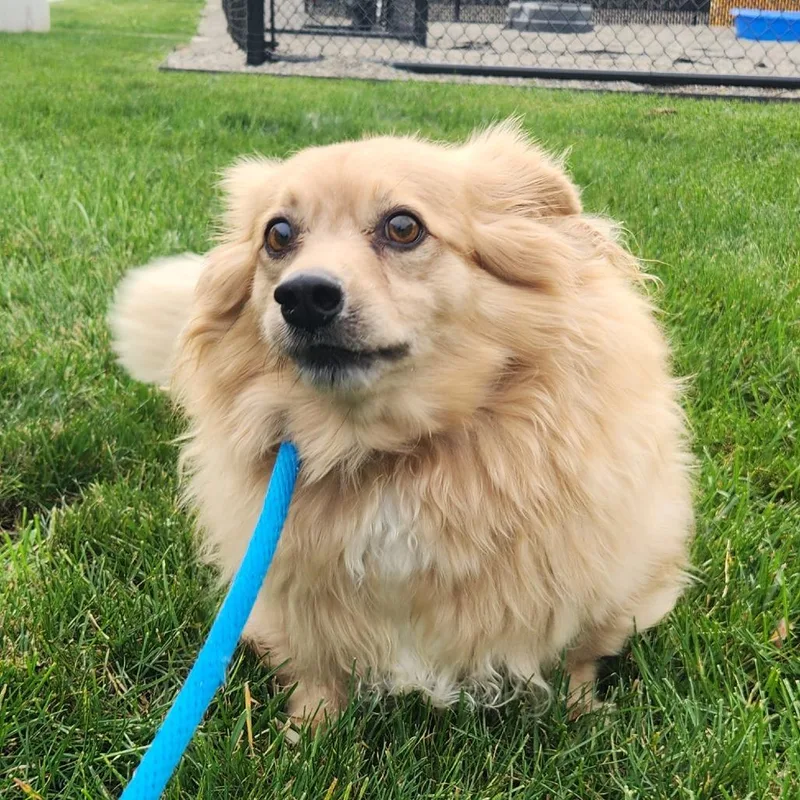 A senior small-sized male Pomeranian dog named Gadget for adoption in Fort Wayne, IN