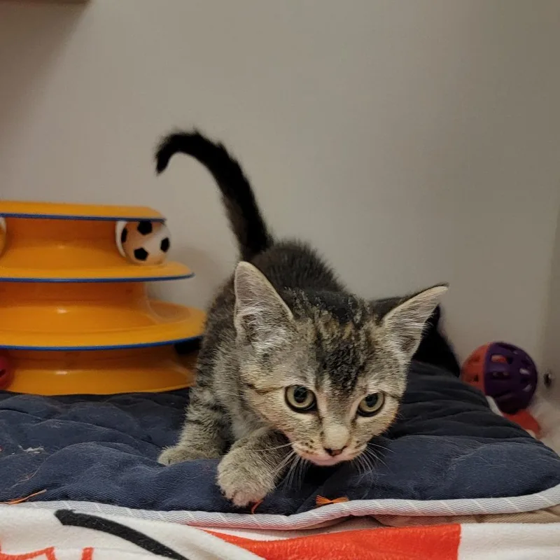 Cleo
