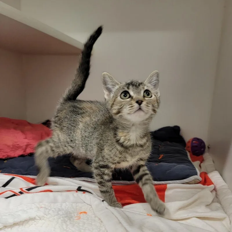 Cleo thumbnail 2