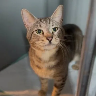 A young medium-sized male American Shorthair cat named Tommy Boy for adoption in Danbury, CT