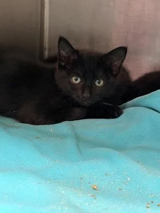 A young small-sized female Domestic Short Hair cat named Fraggle for adoption in Lowell, MA