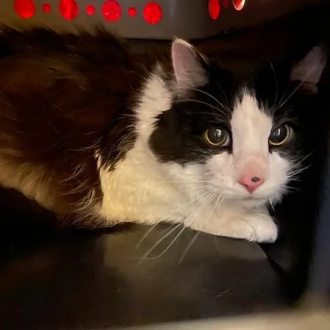 A senior extra large-sized male Black Domestic Medium Hair cat named Heath for adoption in Pittsburgh, PA