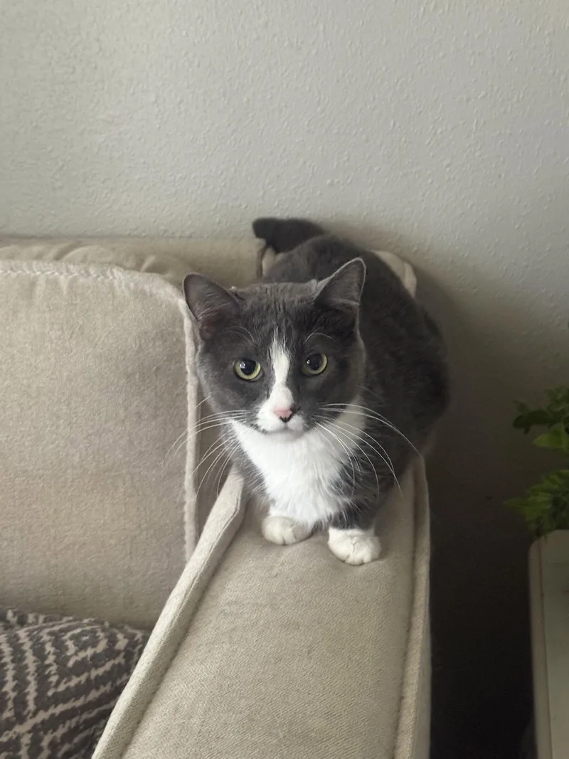 An adult medium-sized female Gray & White Domestic Short Hair cat named Elsa for adoption in Fenton, MO