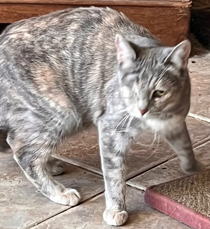 An adult small-sized female Dilute Tortoiseshell Domestic Short Hair cat named Munchies for adoption in Moreno Valley, CA