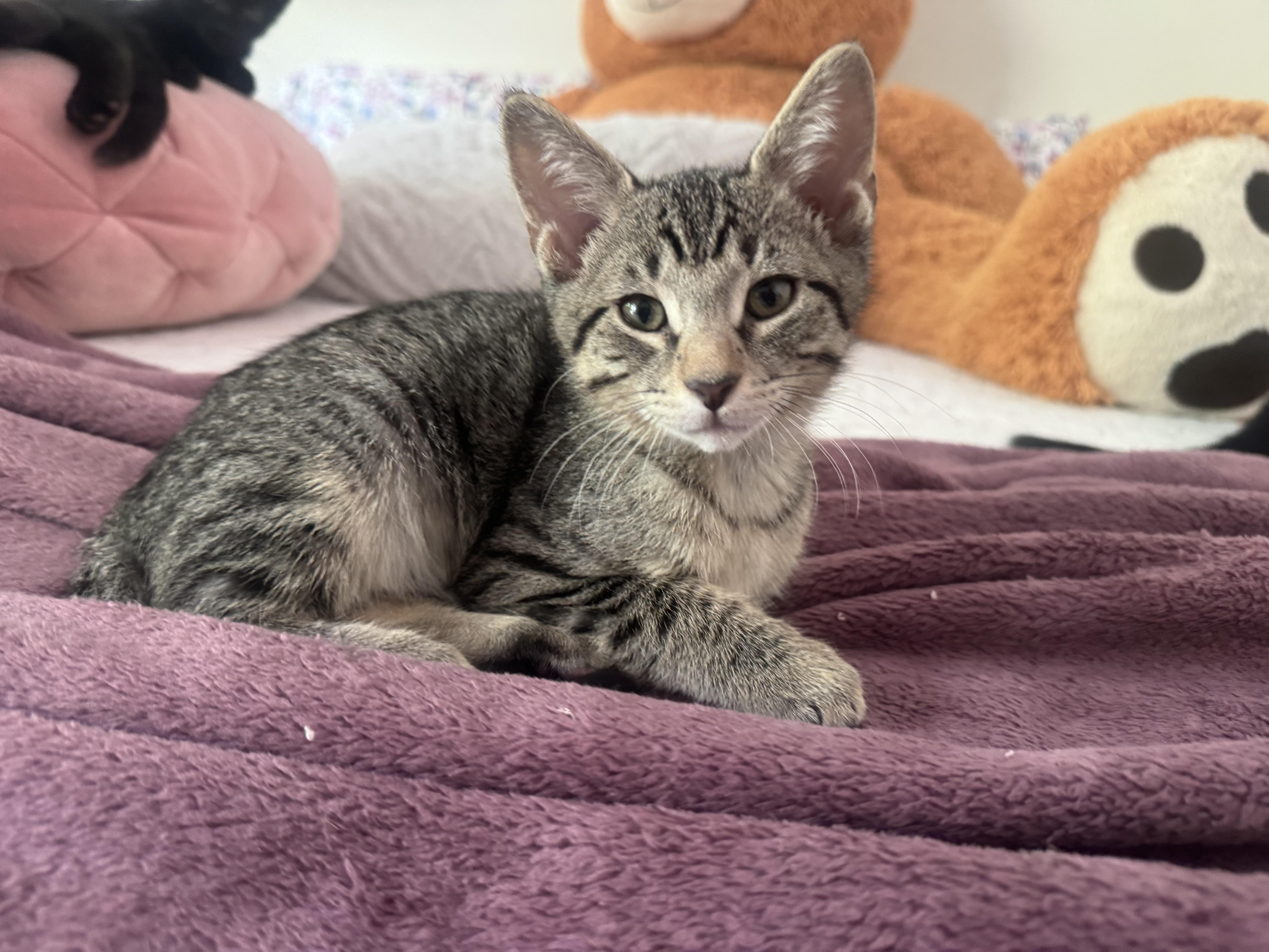 A baby medium-sized male Tabby (Brown / Chocolate) Tabby cat named Ash And Ollie for adoption in Sunrise, FL
