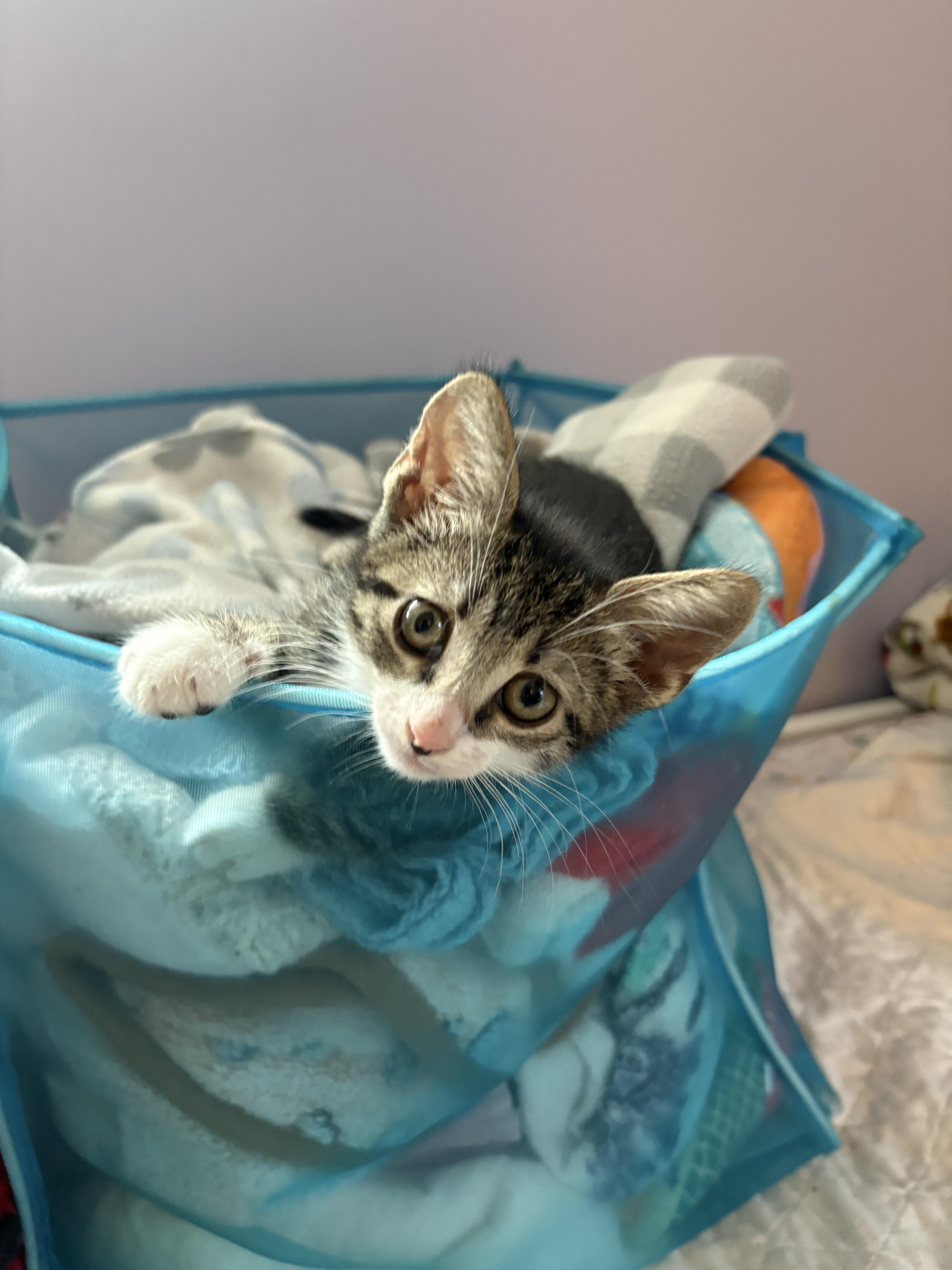 A baby medium-sized female Tabby (Buff / Tan / Fawn) Domestic Short Hair cat named Gina for adoption in Saint Pete Beach, FL