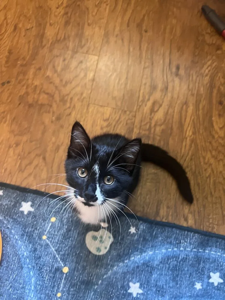 A baby small-sized male Domestic Short Hair cat named Abstract for adoption in Blanchard, OK
