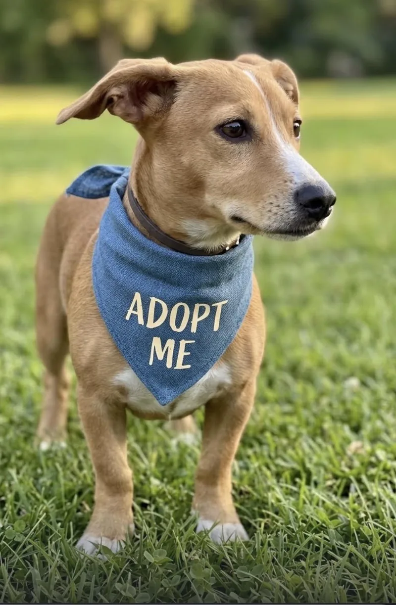 A baby small-sized male Yellow / Tan / Blond / Fawn Dachshund dog named Adrian for adoption in Schertz, TX