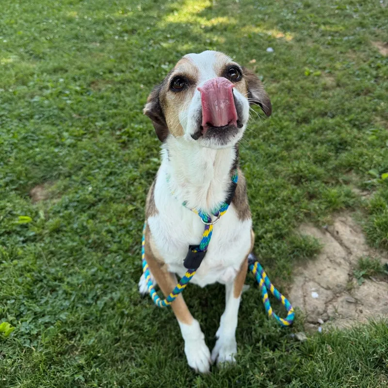 An adult medium-sized male Mixed Breed dog named Finn for adoption in Philadelphia, PA