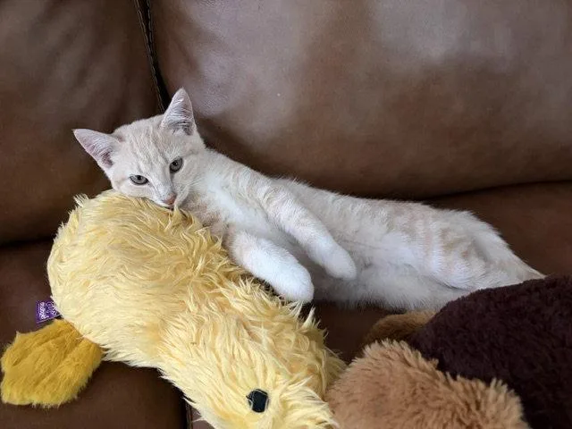 A baby medium-sized female Orange & White Domestic Short Hair cat named Buffy for adoption in Naugatuck, CT