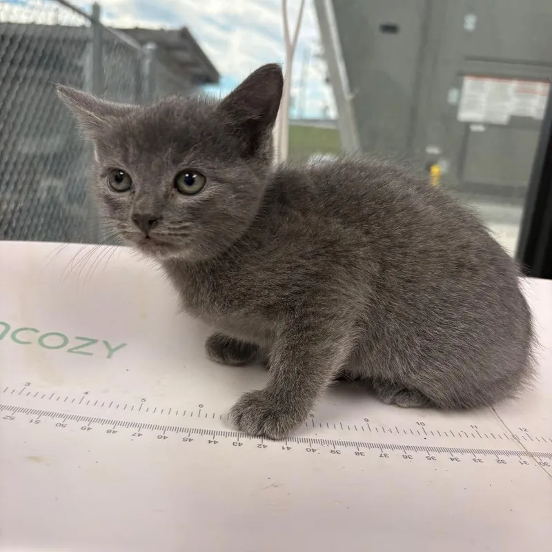 A baby small-sized male Gray / Blue / Silver Domestic Short Hair cat named Scar for adoption in Columbiana, AL