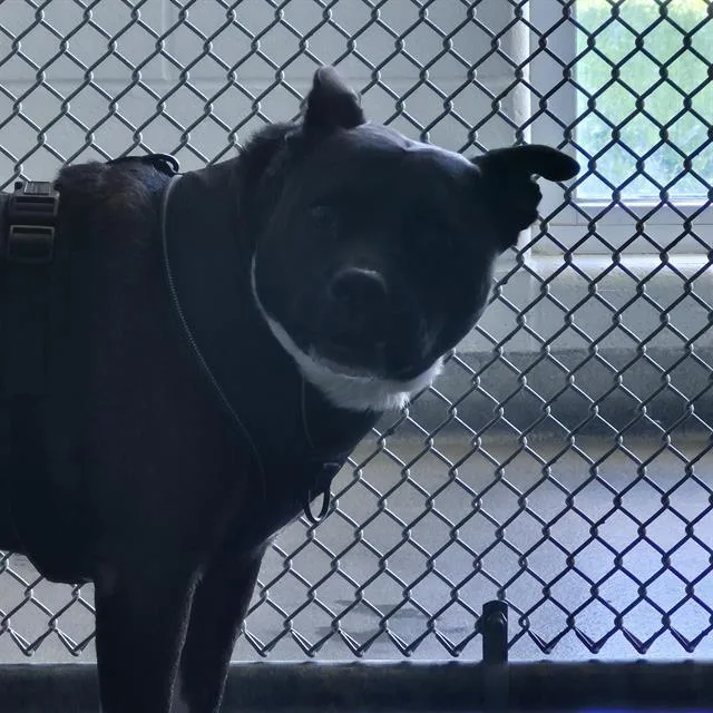 An adult medium-sized female American Staffordshire Terrier dog named Gigi for adoption in San Antonio, TX