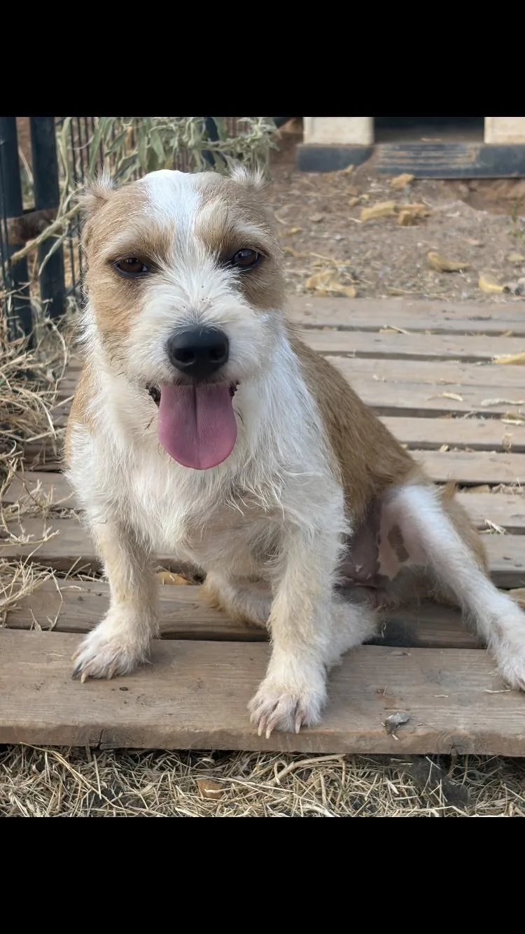 An adult small-sized female Wire Fox Terrier dog named Sassy for adoption in Paradise, TX