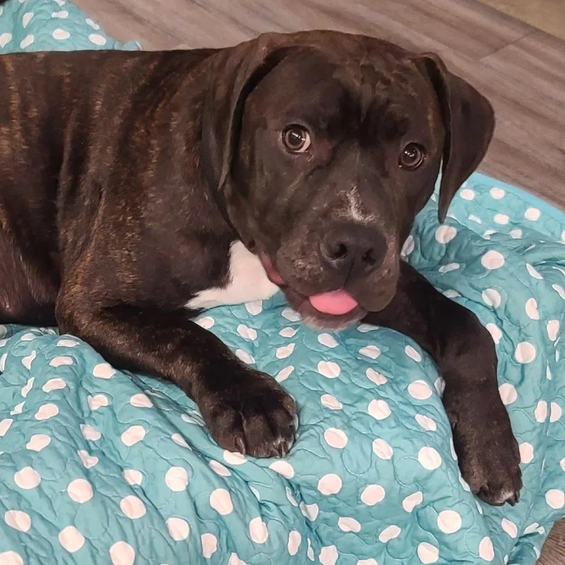 An adult large-sized male Pit Bull Terrier dog named Saint for adoption in Evansville, IN