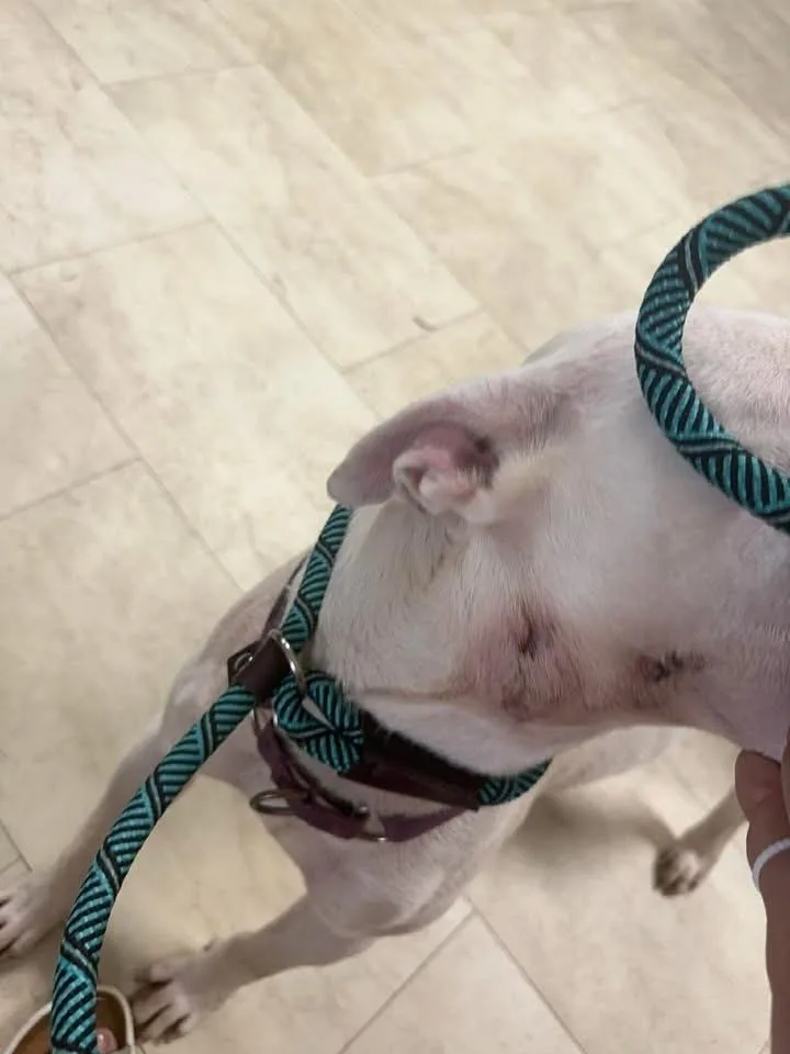 An adult medium-sized male White / Cream Bull Terrier dog named Marcus for adoption in Syracuse, NY