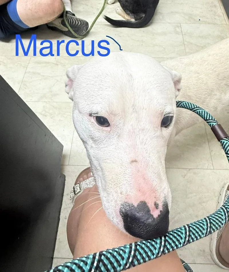 Marcus thumbnail 3
