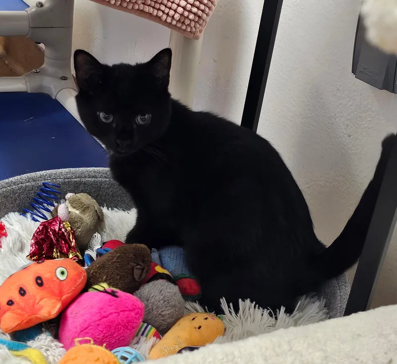 A baby small-sized male Black Domestic Short Hair cat named Inky for adoption in Norwalk, CT
