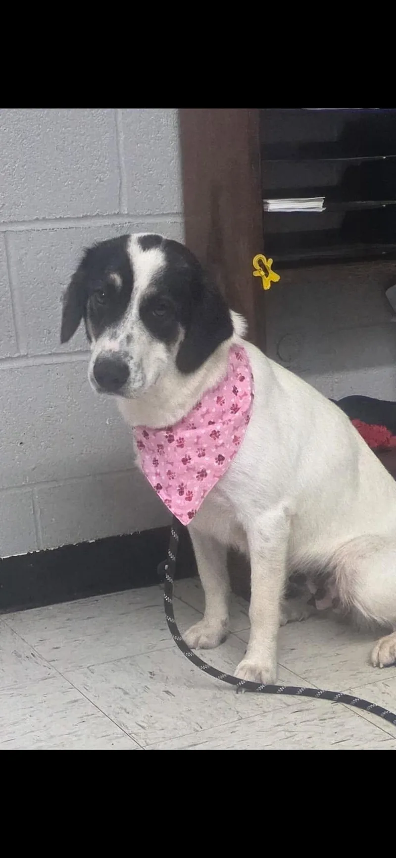 A young medium-sized female Border Collie dog named Sugar for adoption in Harrodsburg, KY