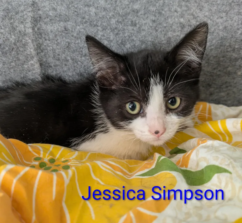 A baby medium-sized female Black & White / Tuxedo Domestic Short Hair cat named Jessica Simpson for adoption in Logan, UT