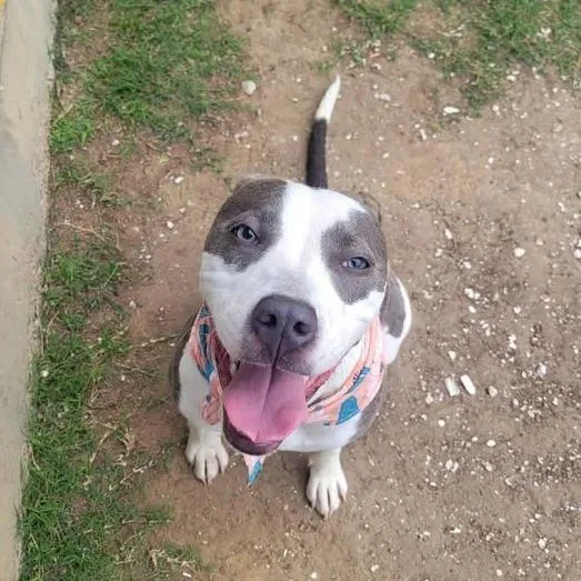 A young medium-sized female Gray / Blue / Silver Pit Bull Terrier dog named Pocahontas for adoption in Beaumont, TX