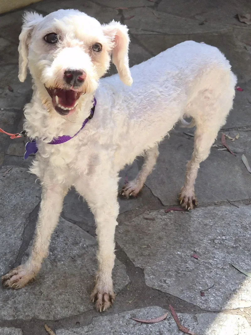 A young small-sized female Poodle dog named Elsa for adoption in Los Angeles, CA