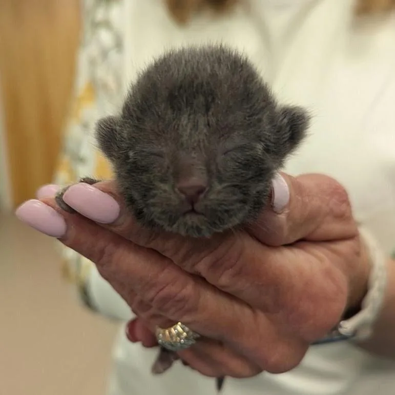 A baby small-sized male Gray / Blue / Silver Domestic Short Hair cat named Nitro for adoption in South Elgin, IL