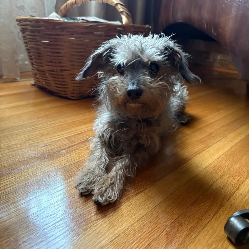 A senior small-sized female Gray / Blue / Silver Yorkshire Terrier dog named Gladys for adoption in Riverside, CA