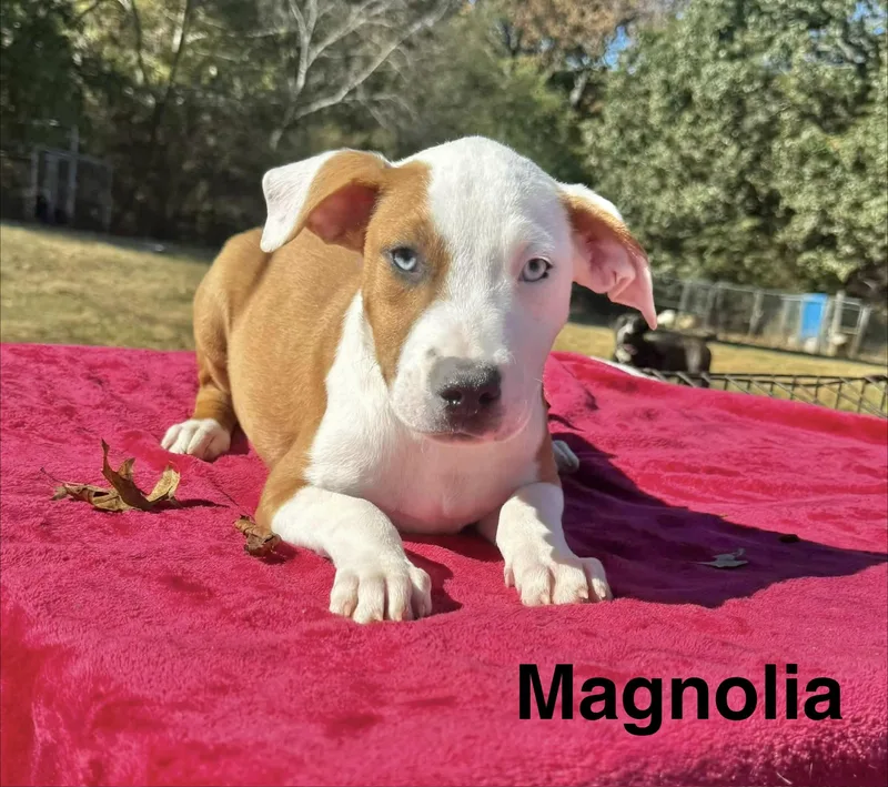 A baby medium-sized female Boxer dog named Magnolia for adoption in Manchester, CT