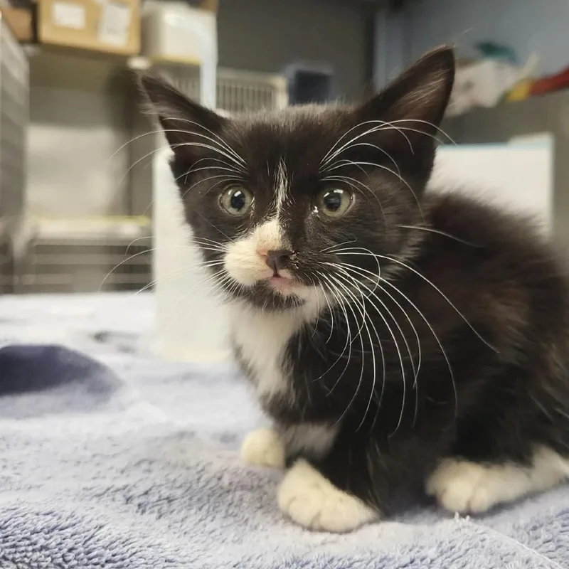 A baby small-sized male Black Domestic Short Hair cat named Itty Bitty for adoption in Martinsville, VA