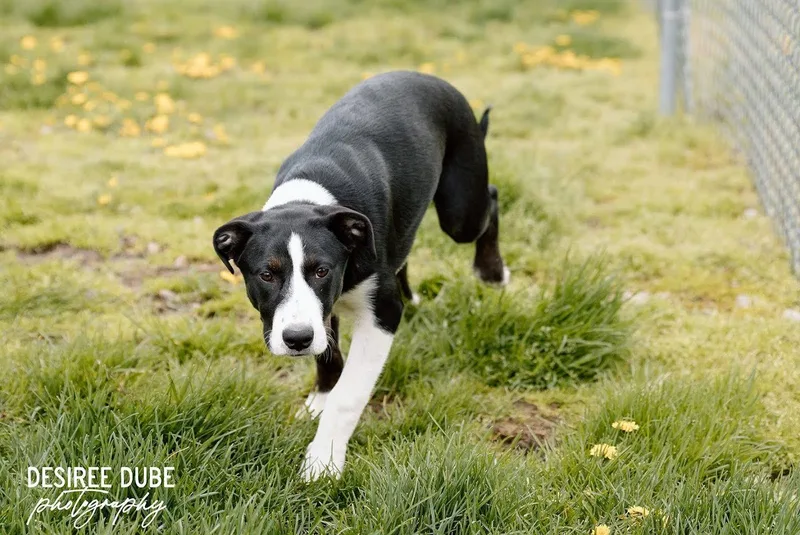A baby large-sized female Australian Shepherd dog named Olivia Puppy for adoption in Cuyahoga Falls, OH