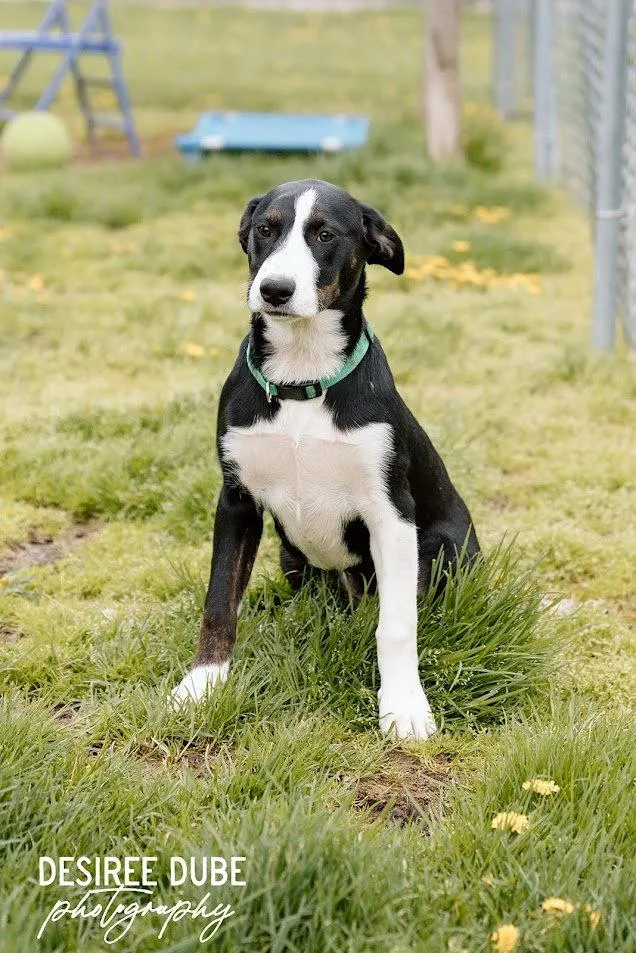 Olivia Puppy thumbnail 2