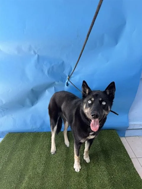 An adult medium-sized female Siberian Husky dog named Lacey for adoption in Gardena, CA