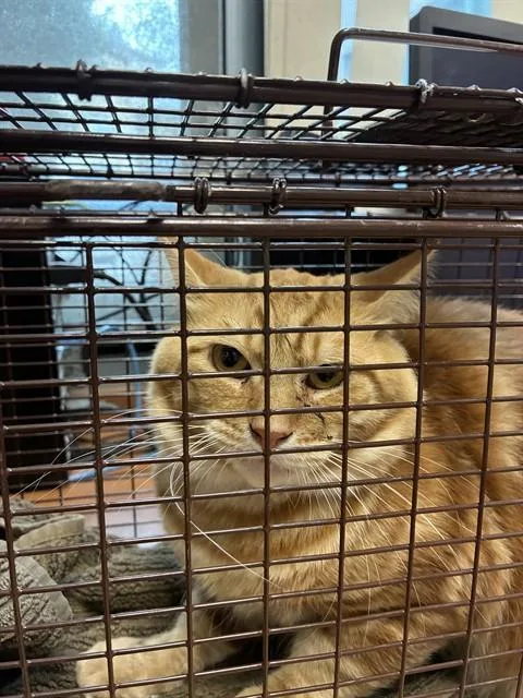 A young medium-sized male Domestic Medium Hair cat named Gabriel for adoption in San Jose, CA