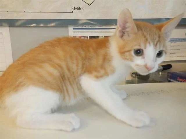 A baby small-sized male Domestic Short Hair cat named A for adoption in San Jose, CA