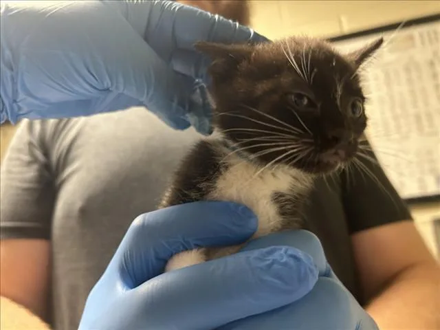 A baby small-sized female Domestic Short Hair cat named Blue for adoption in Chapel Hill, NC